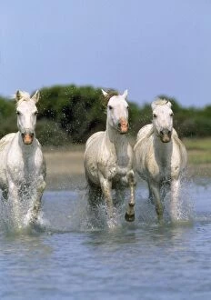 Wat-136 Camargue Horses - Run in Water