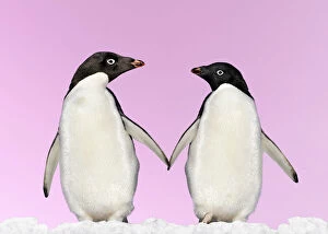 WAT-13613-M2 Penguins - two, holding hands with pink background