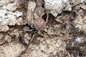 WAT-13755 Spotted Spider