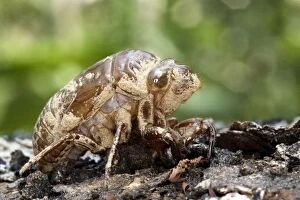 WAT-13767 Cicada