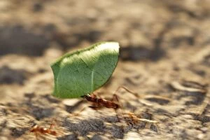 WAT-13776 Leaf-cutter Ant