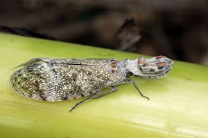 WAT-13783 Lanternfly / Peanut-head Bug / Alligator Bug