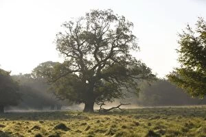 WAT-13897 Common Oak Tree