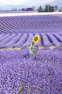 WAT-13961 Lavandin - Lavender - with Sunflower