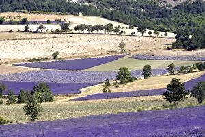 WAT-13964 Lavandin - Lavender