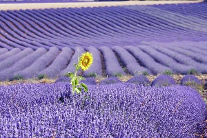 WAT-13965 Lavandin - Lavender - with single Sunflower