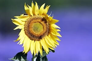 WAT-13967 Sunflower - in Lavender