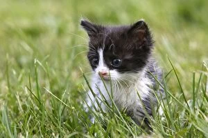 WAT-14314 Cat - young kitten