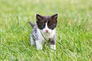 WAT-14315 Cat - young black & white kitten