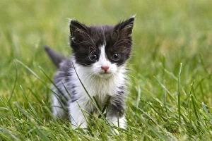 WAT-14316 Cat - young black & white kitten