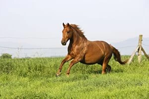 WAT-14318 Horse - chestnut galloping in field