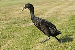 WAT-14322 Duck - Indian Runner - black