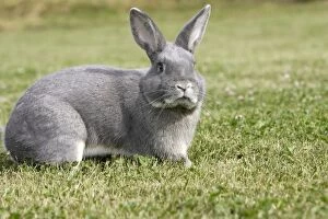 WAT-14343 Rabbit - Perl Feh / Parelfeh Breed - originated in Germany