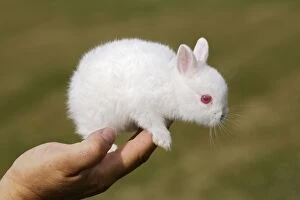 WAT-14348 White Polish rabbit with red eyes - baby on persons hand
