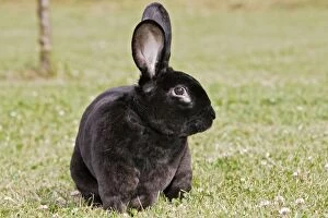WAT-14349 Rabbit - Rex - black
