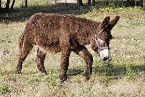 WAT-14361 Poitou Donkey