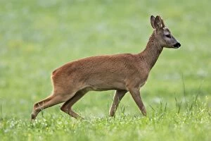 WAT-14364 Roe Deer