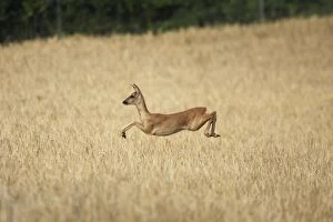 WAT-14365 Roe Deer - leaping through field