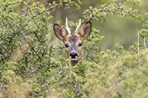 WAT-14369 Roe Deer - male