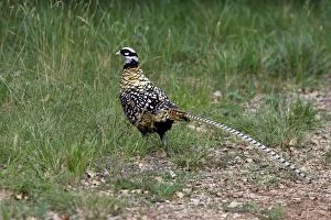 WAT-14373 Reevess Pheasant male