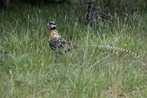 WAT-14374 Reevess Pheasant male