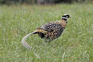 WAT-14375 Reevess Pheasant male