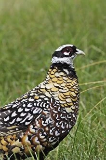 WAT-14376 Reevess Pheasant male