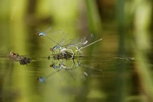 WAT-14424 Azure Damselfly - pairs mating on aquatic water plants