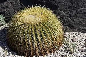 WAT-14440 Cactus - Golden Barrel in park