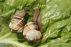 WAT-14444 Snail - Escargot Turc (Turkish snail) feeding on lettuce leaf - edible
