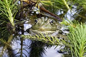 WAT-14446 Edible / Green Frog