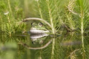 WAT-14454 Edible / Green Frog - in water