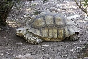 WAT-14475 African Spurred Tortoise