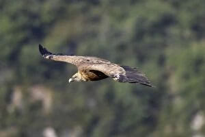 WAT-14476 Eurasian Griffon Vulture - in flight