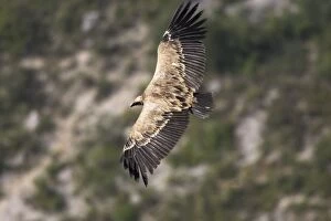 WAT-14477 Eurasian Griffon Vulture - in flight