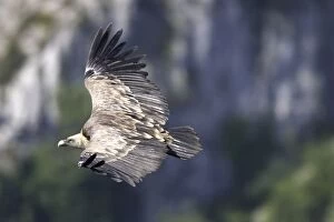 WAT-14478 Eurasian Griffon Vulture - in flight