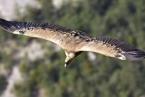 WAT-14479 Eurasian Griffon Vulture - in flight