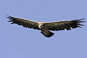 WAT-14480 Eurasian Griffon Vulture - in flight