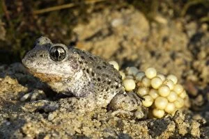 WAT-14491 Midwife Toad - male carrying eggs on back