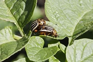 WAT-14495 Colorado potato beetle - two