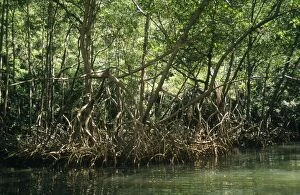 WAT-1453 Dominican Republic - mangrove