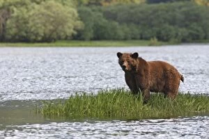 WAT-14550 Grizzly Bear - standing on island of grass in estuary