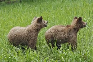 WAT-14559 Grizzly Bear - two cubs eating grass