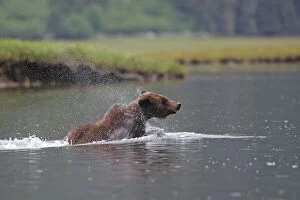 WAT-14560 Grizzly Bear - swimming in estuary