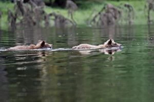 WAT-14561 Grizzly Bear - two cubs swimming in estuary
