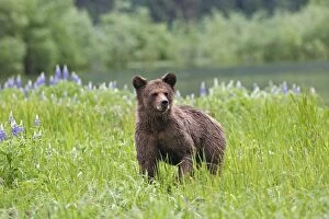 WAT-14562 Grizzly Bear - wet - by estuary