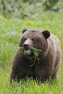 WAT-14566 Grizzly Bear - eating grass in Spring