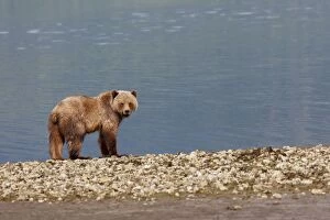 WAT-14571 Grizzly Bear - on estuary beach