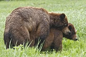 WAT-14574 Grizzly Bear - pair mating
