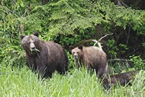 WAT-14577 Grizzly Bear - adult with cub eating grass